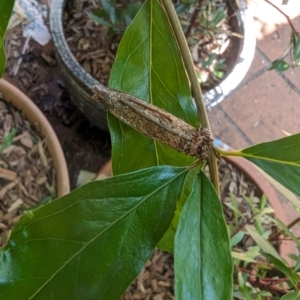 Trigonocyttara clandestina at Florey, ACT - 21 Jan 2024