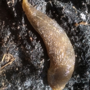 Limacus flavus at Cooma North Ridge Reserve - 21 Jan 2024 10:04 AM