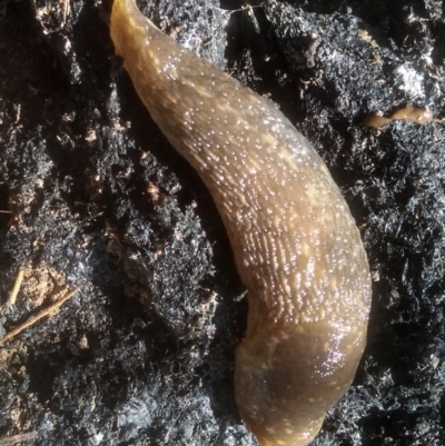 Limacus flavus (Yellow Cellar Slug) at Cooma, NSW - 20 Jan 2024 by mahargiani