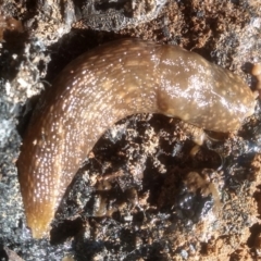 Limacus flavus at Cooma North Ridge Reserve - 21 Jan 2024 10:04 AM