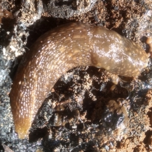 Limacus flavus at Cooma North Ridge Reserve - 21 Jan 2024 10:04 AM