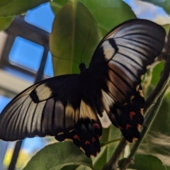 Papilio aegeus (Orchard Swallowtail, Large Citrus Butterfly) at Page, ACT - 21 Jan 2024 by CattleDog