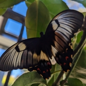 Papilio aegeus at Page, ACT - suppressed