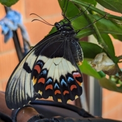 Papilio aegeus at Page, ACT - suppressed