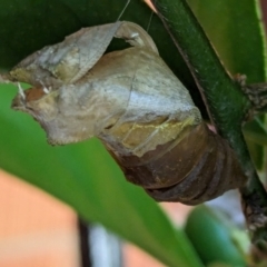 Papilio aegeus at Page, ACT - suppressed