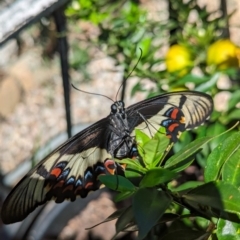 Papilio aegeus at Page, ACT - suppressed