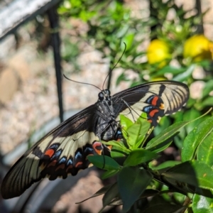 Papilio aegeus at Page, ACT - suppressed