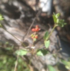 Einadia nutans subsp. nutans (Climbing Saltbush) at Cooma North Ridge Reserve - 21 Jan 2024 by mahargiani