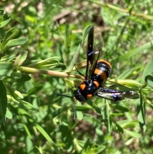 Pterygophorus cinctus at Campbell, ACT - 21 Jan 2024 10:11 AM