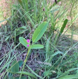 Oxytes brachypoda at Campbell, ACT - 21 Jan 2024