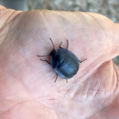 Pterohelaeus piceus (Pie-dish beetle) at QPRC LGA - 21 Jan 2024 by Wandiyali