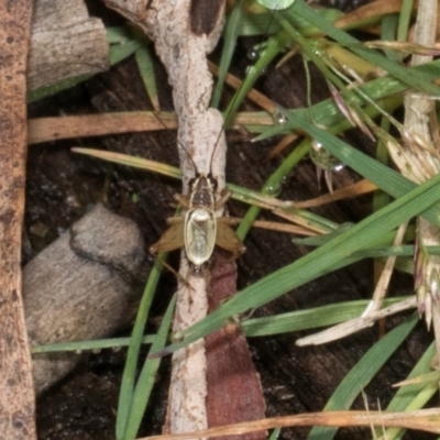 Trigonidium (Balamara) gidya (Gidya trig) at Glenbog State Forest - 17 Jan 2024 by AlisonMilton