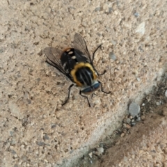 Scaptia (Scaptia) auriflua (A flower-feeding march fly) at Yass River, NSW - 13 Jan 2024 by 120Acres