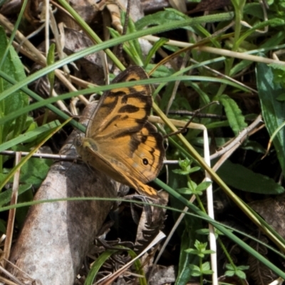 Heteronympha merope at Bemboka, NSW - 17 Jan 2024 by AlisonMilton