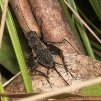 Bobilla killara (Pygmy Cricket) at Glenbog State Forest - 17 Jan 2024 by AlisonMilton