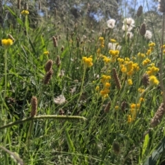 Chrysocephalum apiculatum (Common Everlasting) at Higgins, ACT - 19 Jan 2024 by MattM