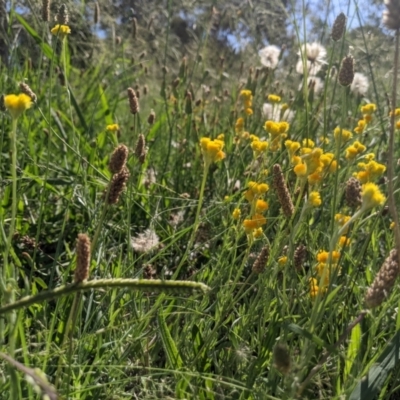 Chrysocephalum apiculatum (Common Everlasting) at Higgins Woodland - 19 Jan 2024 by MattM