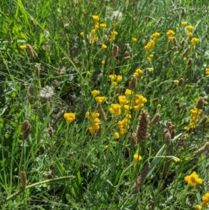 Chrysocephalum apiculatum at Higgins Woodland - 19 Jan 2024