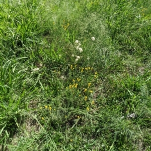 Chrysocephalum apiculatum at Higgins Woodland - 19 Jan 2024