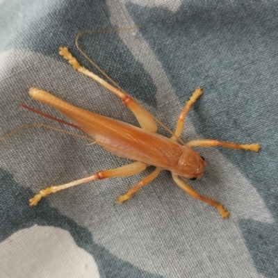 Gryllacrididae sp. (family) (Wood, Raspy or Leaf Rolling Cricket) at Yass River, NSW - 20 Jan 2024 by 120Acres