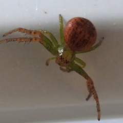 Thomisidae (family) (Unidentified Crab spider or Flower spider) at Tidbinbilla Nature Reserve - 19 Jan 2024 by JohnBundock