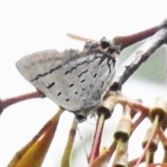 Jalmenus ictinus (Stencilled Hairstreak) at Mount Majura - 20 Jan 2024 by JohnBundock