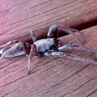 Lamponidae (family) (White-tailed spiders) at Aranda, ACT - 21 Jan 2024 by KMcCue