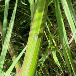 Pentatomidae (family) at Aranda, ACT - 20 Jan 2024 08:53 AM