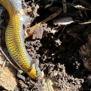 Hemiergis talbingoensis at Aranda, ACT - 19 Jan 2024