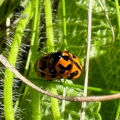 Coccinella transversalis (Transverse Ladybird) at Aranda Bushland - 20 Jan 2024 by KMcCue