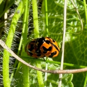 Coccinella transversalis at Aranda Bushland - 21 Jan 2024 09:07 AM