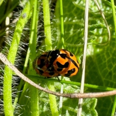 Coccinella transversalis (Transverse Ladybird) at Aranda Bushland - 21 Jan 2024 by KMcCue