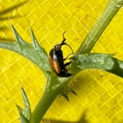 Phyllotocus navicularis (Nectar scarab) at Aranda Bushland - 20 Jan 2024 by KMcCue