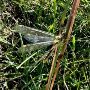 Ascalaphidae (family) at Aranda Bushland - 21 Jan 2024