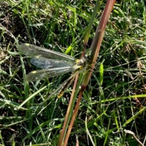 Ascalaphidae (family) at Aranda Bushland - 21 Jan 2024