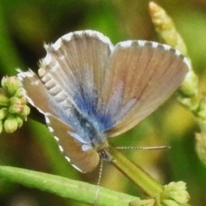 Theclinesthes serpentata at Mount Majura - 20 Jan 2024