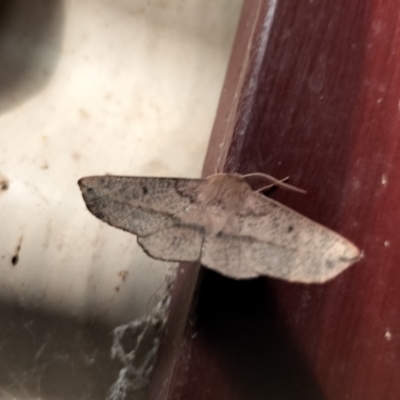 Antictenia punctunculus (A geometer moth) at Yass River, NSW - 21 Jan 2024 by 120Acres