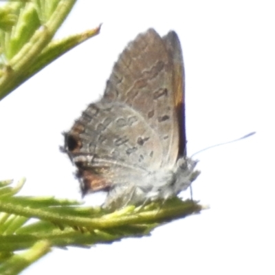 Acrodipsas aurata (Golden Ant-blue) at Mount Majura - 20 Jan 2024 by JohnBundock