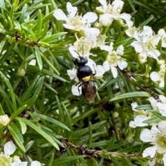 Hylaeus (Hylaeorhiza) nubilosus (A yellow-spotted masked bee) at GG182 - 20 Jan 2024 by KMcCue