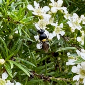 Hylaeus (Hylaeorhiza) nubilosus at GG182 - 20 Jan 2024