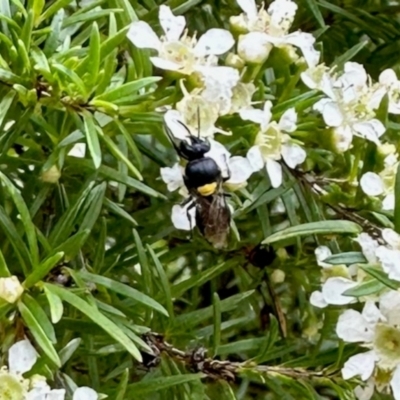Hylaeus (Hylaeorhiza) nubilosus (A yellow-spotted masked bee) at Aranda, ACT - 20 Jan 2024 by KMcCue