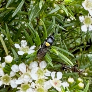 Hylaeus (Hylaeorhiza) nubilosus at GG182 - 20 Jan 2024