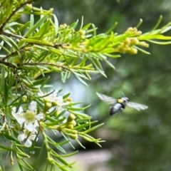 Hylaeus (Hylaeorhiza) nubilosus at GG182 - 20 Jan 2024