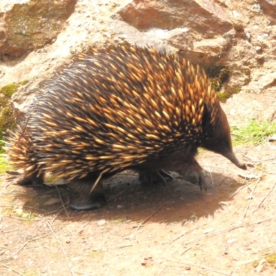 Tachyglossus aculeatus (Short-beaked Echidna) at P11 - 20 Jan 2024 by JohnBundock