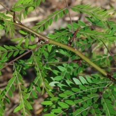 Gleditsia triacanthos (Honey Locust, Thorny Locust) at Wodonga - 20 Jan 2024 by KylieWaldon