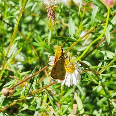 Ocybadistes walkeri (Green Grass-dart) at Hawker, ACT - 21 Jan 2024 by sangio7