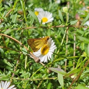 Ocybadistes walkeri at Hawker, ACT - 21 Jan 2024