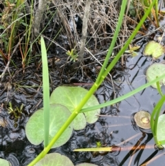 Glyceria australis (Australian Sweet-grass) at Bendoura, NSW - 20 Jan 2024 by JaneR