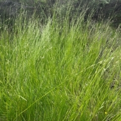 Glyceria australis at QPRC LGA - 20 Jan 2024