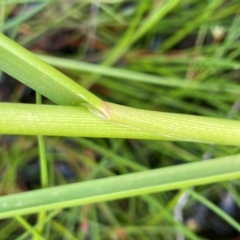 Glyceria australis at QPRC LGA - 20 Jan 2024